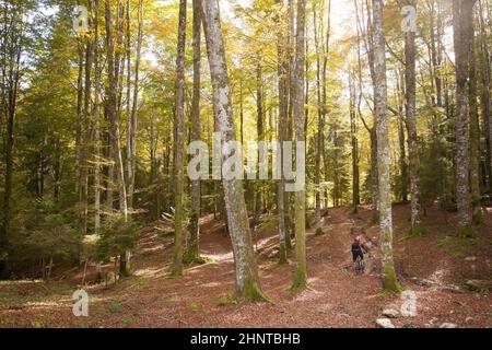 Cansiglio Wald Herbstansicht. Naturlandschaft Stockfoto