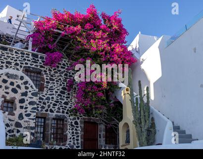 Rote Bougainvillea klettern an der Wand des weiß getünchten Hauses in Imerovigli auf der Insel Santorini, Kykladen, Griechenland Stockfoto