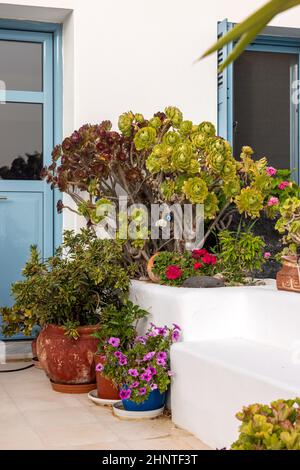 Blumen in Keramiktöpfen vor einem weiß getünchten Haus in Imerovigli auf der Insel Santorini Stockfoto