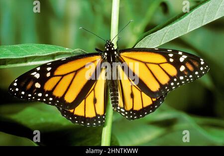 Monarch Butterfly (Danaus plexippus), auf Milchkraut Stockfoto