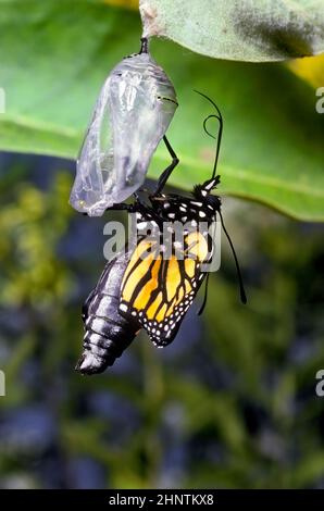 Monarch Butterfly, (Danaus plexippus), schlüpfend aus Chrysalis Stockfoto