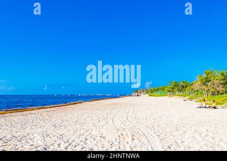 Playa del Carmen Mexiko 05. August 2021 Natur und Palmen am tropischen mexikanischen Strand 88 Punta Esmeralda in Playa del Carmen Mexiko. Stockfoto