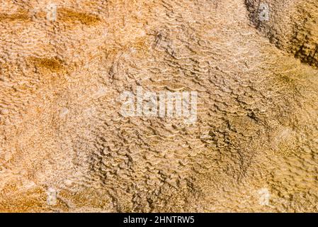 Details der Felsformationen in den Mammoth Hot Springs im Yellowstone National Park, Wyoming, USA Stockfoto