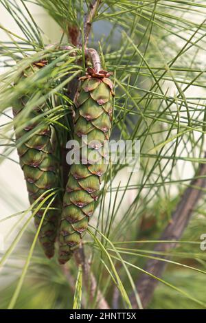 Zapfen und Nadeln auf einer White Columnar Pine. Stockfoto