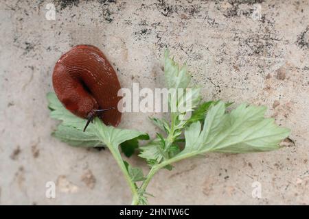 Eine orangefarbene Schnecke auf einem Betonzaun neben einer gespalzten Pflanze kriecht und hängt Stockfoto