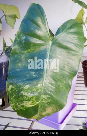 Philodendron burle marx in violettem Topf, Stockfoto Stockfoto