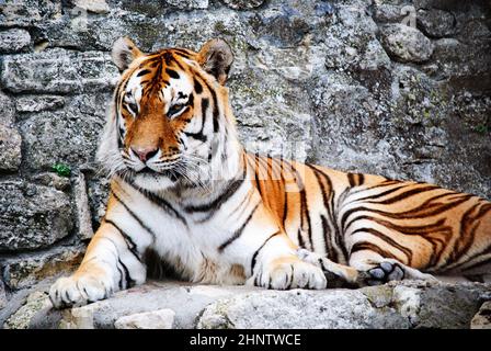 Tiger ruht sich vor seiner Höhle aus Stockfoto