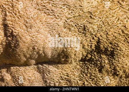 Details der Felsformationen in den Mammoth Hot Springs im Yellowstone National Park, Wyoming, USA Stockfoto