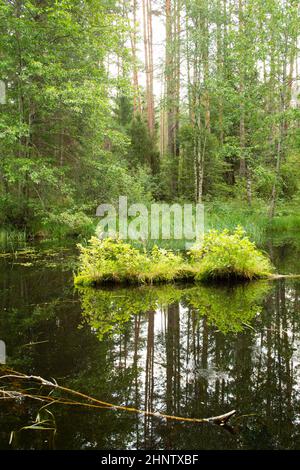 Eine Landschaft mit grünen Bäumen und Helligkeit im Fluss im Wald. Vertikales Bild Stockfoto