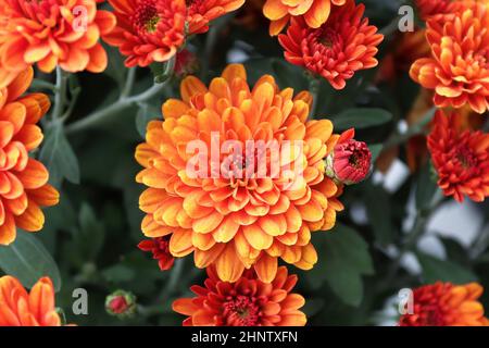 Ein Hintergrund von mehreren orangen Gartenmums. Stockfoto