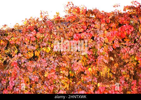 Bunte Blätter von wilden oder jungfräulichen Trauben (lateinisch. Parthenocissus) im Herbstpark Stockfoto