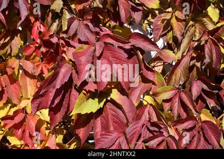Bunte Blätter von wilden oder jungfräulichen Trauben (lateinisch. Parthenocissus) im Herbstpark Stockfoto