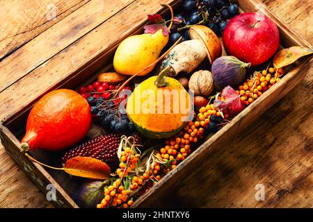 Herbststill Leben von Kürbissen, Pilzen, Äpfeln, Feigen und Beeren. Stockfoto