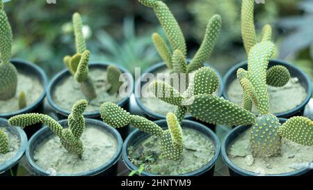 Hasenohren Kaktus in kleinen Kunststofftöpfen Stockfoto