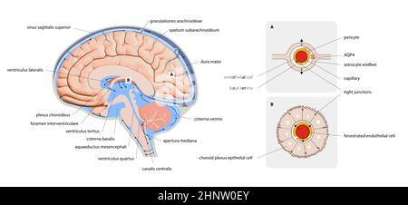 Diagramm zur Darstellung von Liquor Liquor im zentralen Nervensystem des Gehirns. Gehirnstruktur, 2d-Grafik, Illustration Stockfoto
