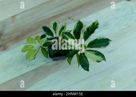 Schefflera kleine Pflanze mit Holzhintergrund Stockfoto