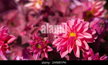 Rosa Dahlia Blumen Haufen auf verschwommenem floralen Hintergrund. Dahlia-Hybride. Stockfoto