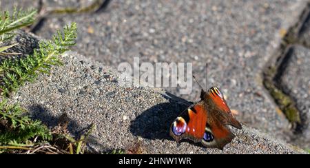 Farbenfrohe Pfau Schmetterling auf dem Beton Hintergrund. Aglais io. Stockfoto