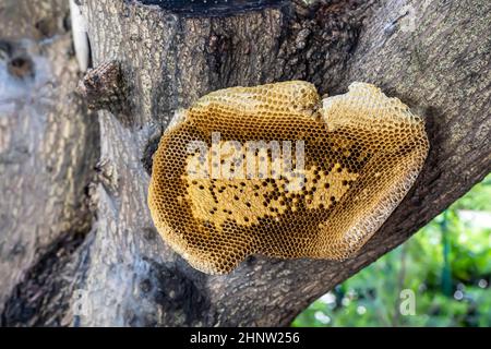 Wabe auf dem Baum auf Naturhintergrund. Stockfoto