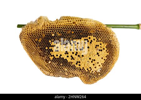 Honeycomb isoliert auf weißem Hintergrund. Stockfoto