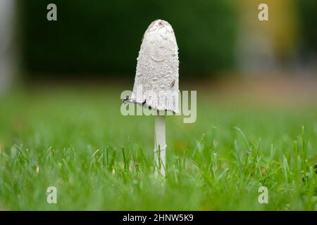 Coprinus comatus zottelige Tintenkappe auf einer gemähten Wiese im Herbst Stockfoto