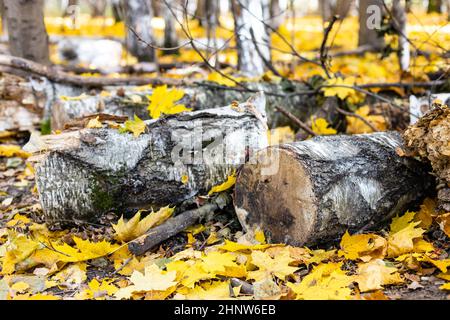 Gesägte Birkenstämme auf gefallenen gelben Ahornblättern im Herbstwald des Stadtparks am sonnigen Herbsttag Stockfoto