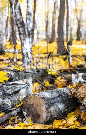Gesägte Birkenstämme auf gefallenen gelben Ahornblättern im Herbstwald des Stadtparks am sonnigen Herbsttag Stockfoto