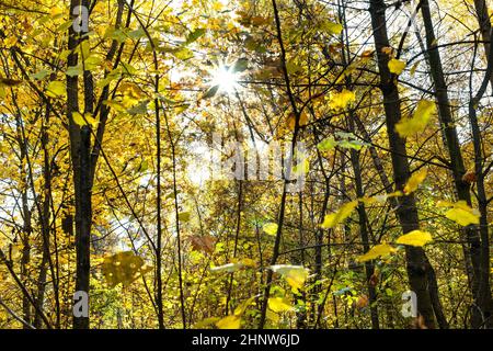 Die Sonne scheint durch gelbfärbiges Laub von Bäumen im Herbstwald des Stadtparks am sonnigen Herbsttag Stockfoto