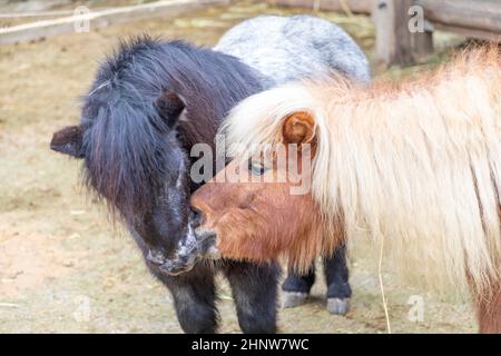 Zwei küssende kleine Ponys auf der Wiese Stockfoto