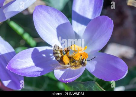 Biene sucht im Frühling in einer Krokuspflanze nach Pollen Stockfoto