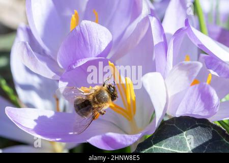 Biene sucht im Frühling in einer Krokuspflanze nach Pollen Stockfoto