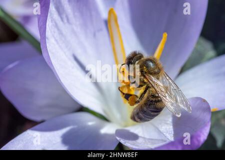 Biene sucht im Frühling in einer Krokuspflanze nach Pollen Stockfoto