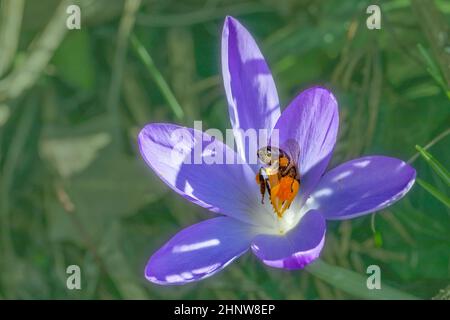 Biene sucht im Frühling in einer Krokuspflanze nach Pollen Stockfoto