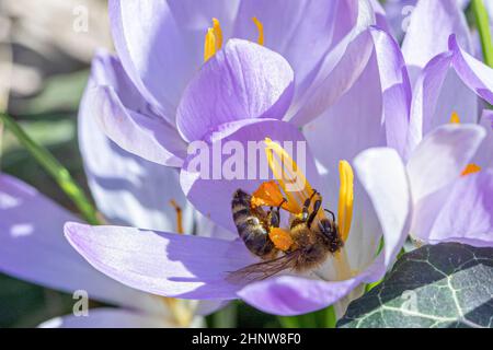 Biene sucht im Frühling in einer Krokuspflanze nach Pollen Stockfoto