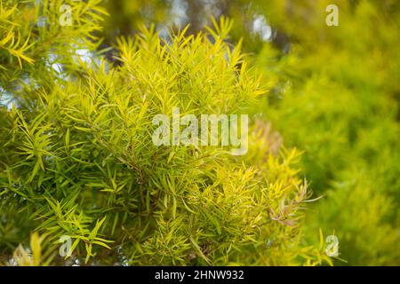Flachs-leaved Paperbark ist ein Melaleuca Baumarten mit duftenden Blätter Stockfoto