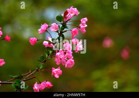 Nahaufnahme der Azaleen-Blumen, die an einem sonnigen Tag im Garten wachsen, vor verschwommenem Hintergrund Stockfoto