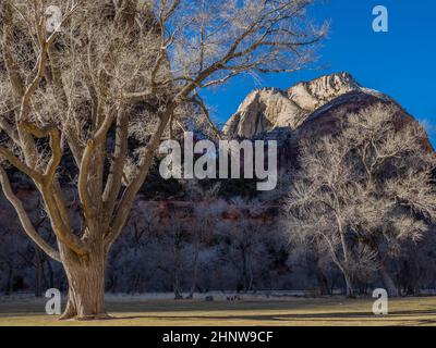 Großer Baumwollholzbaum auf dem Rasen vor der Zion Park Lodge, Zion National Park, Utah. Stockfoto