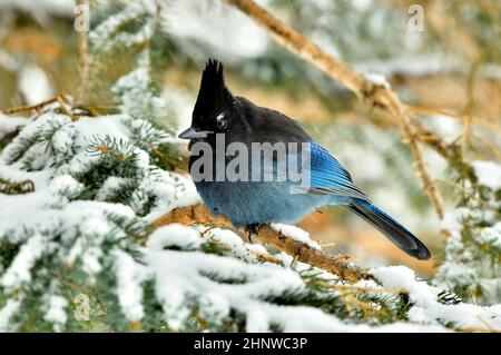 Ein Steller's Jay (Cyanocitta stelleri), ein Vogel, der in einer Fichte mit schneebedeckten Ästen in seinem ländlichen Lebensraum in Alberta thront Stockfoto