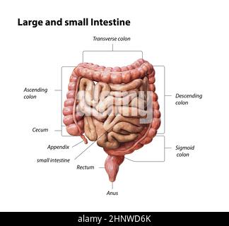 Dickdarm und Dünndarm isoliert auf Weiß. Anatomie des menschlichen Verdauungssystems. Magen-Darm-Trakt. 3d-Renderdarstellung Stockfoto