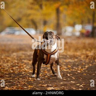 Der American Pit Bull Terrier Hund an der Leine steht im Herbstpark und blickt nach vorne. Der Mund ist offen, guter Hund Stockfoto