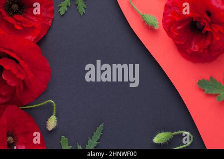 Poppy Blumen Komposition auf dunklem Papier Hintergrund. Leerer Raum für Text. Blick von oben. Flach liegend Stockfoto