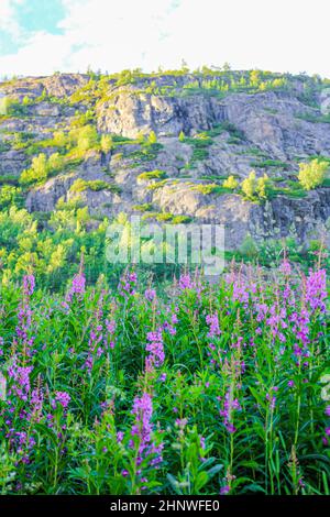 Rosebay Weidenkräuter wunderschöne rosa Blüten vor einem Berg in Hemsedal, Viken, Norwegen. Stockfoto