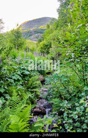 Kleiner schöner natürlicher Fluss im Wald von Hemsedal, Viken, Buskerud, Norwegen. Stockfoto