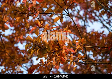 Herbstzweige mit kleinen mehrfarbigen Blättern, isoliert auf weißem Hintergrund. Stockfoto