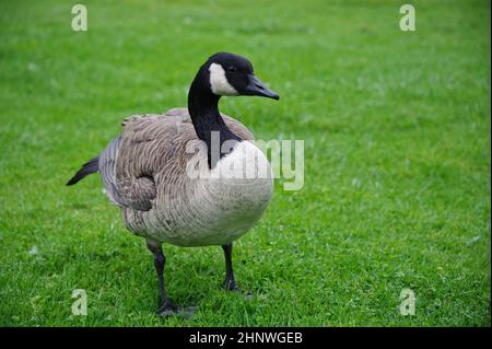 Canada Goose im Los Angeles Arboretum Stockfoto