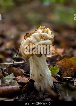 Old White Saddle Pilz in Englsih Wald, mit Spinne auf Stamm Stockfoto