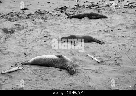 Männliche Elefantenrobben an einem Treffpunkt, Strand von San Simeon, Kalifornien Stockfoto