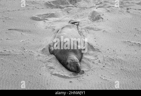 Männliche Elefantenrobben an einem Treffpunkt, Strand von San Simeon, Kalifornien Stockfoto