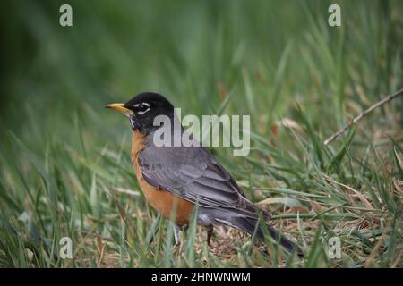 Nahaufnahme eines Vogels im Gras (Vogel: Amerikanischer Rotkehlchen) Stockfoto