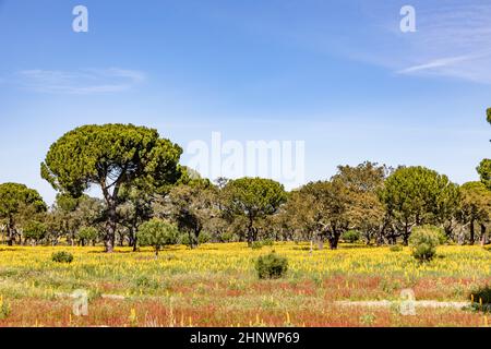 korkbäume an der Algarve in Portugal Stockfoto